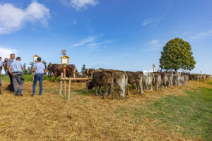 Appenzell, Appenzell Ausserrohden, Schweiz, Schwellbrunn, Sennen, Suisse, Switzerland, Tracht, Viehschau, tradition