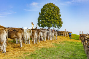 Appenzell, Appenzell Ausserrohden, Schweiz, Schwellbrunn, Sennen, Suisse, Switzerland, Tracht, Viehschau, tradition