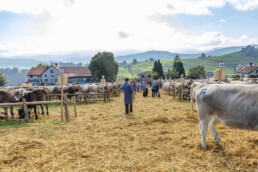 Appenzell, Appenzell Ausserrohden, Schweiz, Schwellbrunn, Sennen, Suisse, Switzerland, Tracht, Viehschau, tradition