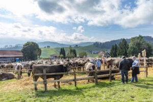 Appenzell, Appenzell Ausserrohden, Schweiz, Schwellbrunn, Sennen, Suisse, Switzerland, Tracht, Viehschau, tradition