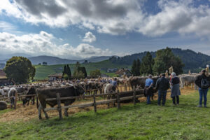 Appenzell, Appenzell Ausserrohden, Schweiz, Schwellbrunn, Sennen, Suisse, Switzerland, Tracht, Viehschau, tradition