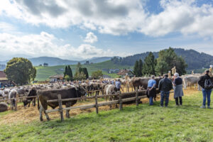 Appenzell, Appenzell Ausserrohden, Schweiz, Schwellbrunn, Sennen, Suisse, Switzerland, Tracht, Viehschau, tradition