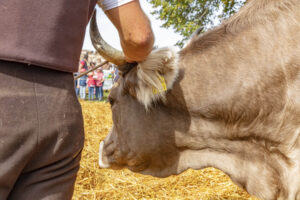 Appenzell, Appenzell Ausserrohden, Schweiz, Schwellbrunn, Sennen, Suisse, Switzerland, Tracht, Viehschau, tradition