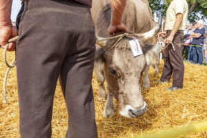 Appenzell, Appenzell Ausserrohden, Schweiz, Schwellbrunn, Sennen, Suisse, Switzerland, Tracht, Viehschau, tradition