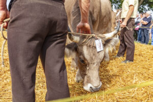 Appenzell, Appenzell Ausserrohden, Schweiz, Schwellbrunn, Sennen, Suisse, Switzerland, Tracht, Viehschau, tradition