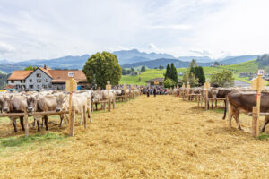 Appenzell, Appenzell Ausserrohden, Schweiz, Schwellbrunn, Sennen, Suisse, Switzerland, Tracht, Viehschau, tradition