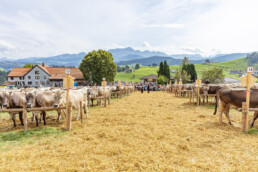 Appenzell, Appenzell Ausserrohden, Schweiz, Schwellbrunn, Sennen, Suisse, Switzerland, Tracht, Viehschau, tradition
