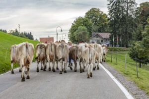 Appenzell, Appenzell Ausserrohden, Schweiz, Schwellbrunn, Sennen, Suisse, Switzerland, Tracht, Viehschau, tradition