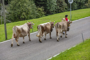 Appenzell, Appenzell Ausserrohden, Schweiz, Schwellbrunn, Sennen, Suisse, Switzerland, Tracht, Viehschau, tradition