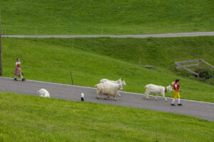 Appenzell, Appenzell Ausserrohden, Schweiz, Schwellbrunn, Sennen, Suisse, Switzerland, Tracht, Viehschau, tradition