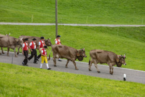 Appenzell, Appenzell Ausserrohden, Schweiz, Schwellbrunn, Sennen, Suisse, Switzerland, Tracht, Viehschau, tradition