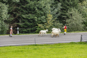 Appenzell, Appenzell Ausserrohden, Schweiz, Schwellbrunn, Sennen, Suisse, Switzerland, Tracht, Viehschau, tradition