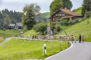 Appenzell, Appenzell Ausserrohden, Schweiz, Schwellbrunn, Sennen, Suisse, Switzerland, Tracht, Viehschau, tradition