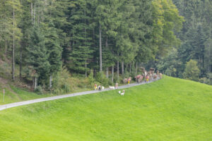 Appenzell, Appenzell Ausserrohden, Schweiz, Schwellbrunn, Sennen, Suisse, Switzerland, Tracht, Viehschau, tradition