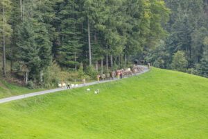 Appenzell, Appenzell Ausserrohden, Schweiz, Schwellbrunn, Sennen, Suisse, Switzerland, Tracht, Viehschau, tradition