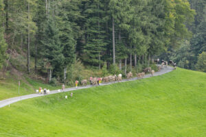 Appenzell, Appenzell Ausserrohden, Schweiz, Schwellbrunn, Sennen, Suisse, Switzerland, Tracht, Viehschau, tradition