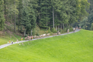 Appenzell, Appenzell Ausserrohden, Schweiz, Schwellbrunn, Sennen, Suisse, Switzerland, Tracht, Viehschau, tradition