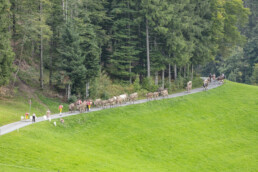 Appenzell, Appenzell Ausserrohden, Schweiz, Schwellbrunn, Sennen, Suisse, Switzerland, Tracht, Viehschau, tradition