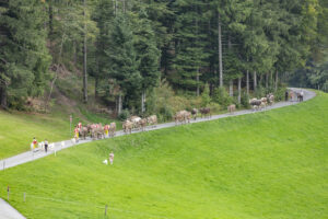 Appenzell, Appenzell Ausserrohden, Schweiz, Schwellbrunn, Sennen, Suisse, Switzerland, Tracht, Viehschau, tradition