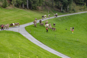 Appenzell, Appenzell Ausserrohden, Schweiz, Schwellbrunn, Sennen, Suisse, Switzerland, Tracht, Viehschau, tradition