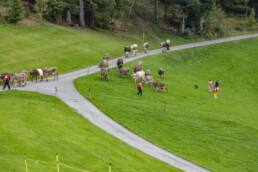 Appenzell, Appenzell Ausserrohden, Schweiz, Schwellbrunn, Sennen, Suisse, Switzerland, Tracht, Viehschau, tradition