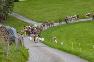 Appenzell, Appenzell Ausserrohden, Schweiz, Schwellbrunn, Sennen, Suisse, Switzerland, Tracht, Viehschau, tradition