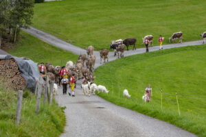 Appenzell, Appenzell Ausserrohden, Schweiz, Schwellbrunn, Sennen, Suisse, Switzerland, Tracht, Viehschau, tradition