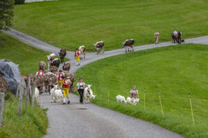 Appenzell, Appenzell Ausserrohden, Schweiz, Schwellbrunn, Sennen, Suisse, Switzerland, Tracht, Viehschau, tradition