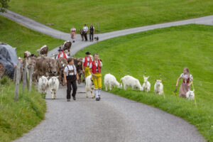 Appenzell, Appenzell Ausserrohden, Schweiz, Schwellbrunn, Sennen, Suisse, Switzerland, Tracht, Viehschau, tradition