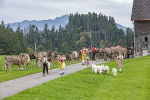 Appenzell, Appenzell Ausserrohden, Schweiz, Schwellbrunn, Sennen, Suisse, Switzerland, Tracht, Viehschau, tradition