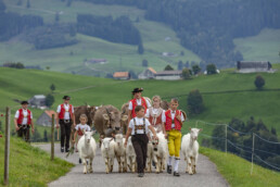 Appenzell, Appenzell Ausserrohden, Schweiz, Schwellbrunn, Sennen, Suisse, Switzerland, Tracht, Viehschau, tradition