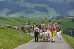 Appenzell, Appenzell Ausserrohden, Schweiz, Schwellbrunn, Sennen, Suisse, Switzerland, Tracht, Viehschau, tradition