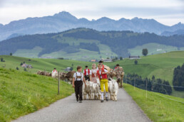 Appenzell, Appenzell Ausserrohden, Schweiz, Schwellbrunn, Sennen, Suisse, Switzerland, Tracht, Viehschau, tradition