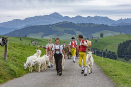 Appenzell, Appenzell Ausserrohden, Schweiz, Schwellbrunn, Sennen, Suisse, Switzerland, Tracht, Viehschau, tradition