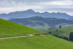 Appenzell, Appenzell Ausserrohden, Schweiz, Schwellbrunn, Sennen, Suisse, Switzerland, Tracht, Viehschau, tradition