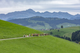 Appenzell, Appenzell Ausserrohden, Schweiz, Schwellbrunn, Sennen, Suisse, Switzerland, Tracht, Viehschau, tradition