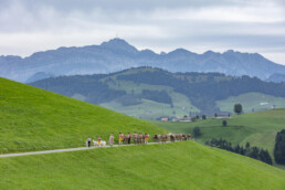 Appenzell, Appenzell Ausserrohden, Schweiz, Schwellbrunn, Sennen, Suisse, Switzerland, Tracht, Viehschau, tradition
