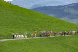 Appenzell, Appenzell Ausserrohden, Schweiz, Schwellbrunn, Sennen, Suisse, Switzerland, Tracht, Viehschau, tradition
