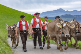 Appenzell, Appenzell Ausserrohden, Schweiz, Schwellbrunn, Sennen, Suisse, Switzerland, Tracht, Viehschau, tradition