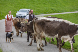 Appenzell, Appenzell Ausserrohden, Schweiz, Schwellbrunn, Sennen, Suisse, Switzerland, Tracht, Viehschau, tradition