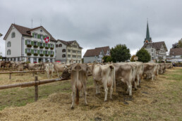 Appenzell, Appenzell Ausserrohden, Ostschweiz, Schweiz, Stein, Suisse, Switzerland, Viehschau