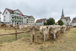 Appenzell, Appenzell Ausserrohden, Ostschweiz, Schweiz, Stein, Suisse, Switzerland, Viehschau