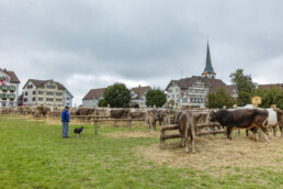 Appenzell, Appenzell Ausserrohden, Ostschweiz, Schweiz, Stein, Suisse, Switzerland, Viehschau
