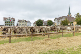 Appenzell, Appenzell Ausserrohden, Ostschweiz, Schweiz, Stein, Suisse, Switzerland, Viehschau