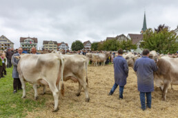 Appenzell, Appenzell Ausserrohden, Ostschweiz, Schweiz, Stein, Suisse, Switzerland, Viehschau