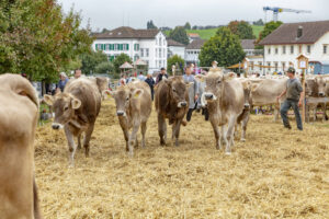 Appenzell, Appenzell Ausserrohden, Ostschweiz, Schweiz, Stein, Suisse, Switzerland, Viehschau