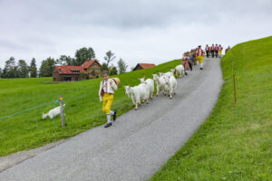Appenzell, Appenzell Ausserrohden, Ostschweiz, Schweiz, Stein, Suisse, Switzerland, Viehschau