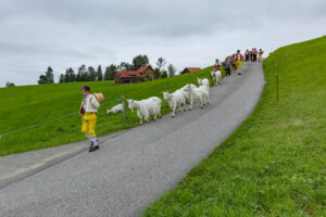 Appenzell, Appenzell Ausserrohden, Ostschweiz, Schweiz, Stein, Suisse, Switzerland, Viehschau