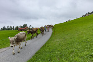 Appenzell, Appenzell Ausserrohden, Ostschweiz, Schweiz, Stein, Suisse, Switzerland, Viehschau