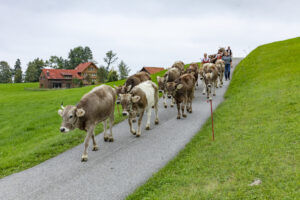 Appenzell, Appenzell Ausserrohden, Ostschweiz, Schweiz, Stein, Suisse, Switzerland, Viehschau